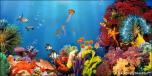Coral Reef 2