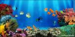 Coral Reef 3