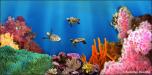 Coral Reef 4