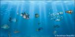 Ocean Fish
