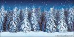 Winter Forest 5