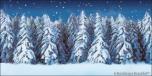 Winter Forest 8
